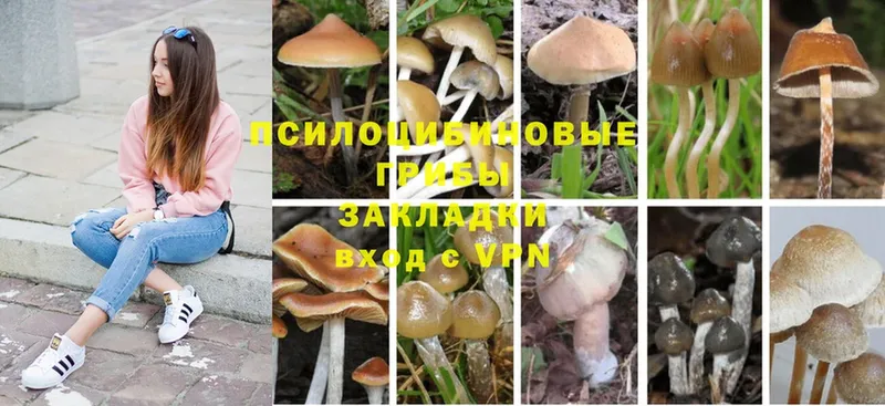 где можно купить наркотик  Удомля  Галлюциногенные грибы MAGIC MUSHROOMS 